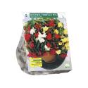 Baltus Begonia Pendula Mix bloembollen per 5 stuks